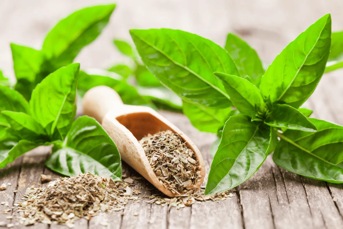 Świeża bazylia i suszona na drewnianej łyżce. Poznaj proste sposoby, jak suszyć bazylię, by zachować jej aromat.