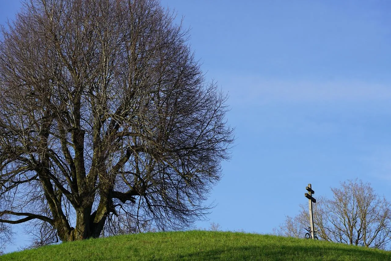Pozwolenia na sadzenie drzew na osiedlu, przepisy prawne drzewa
