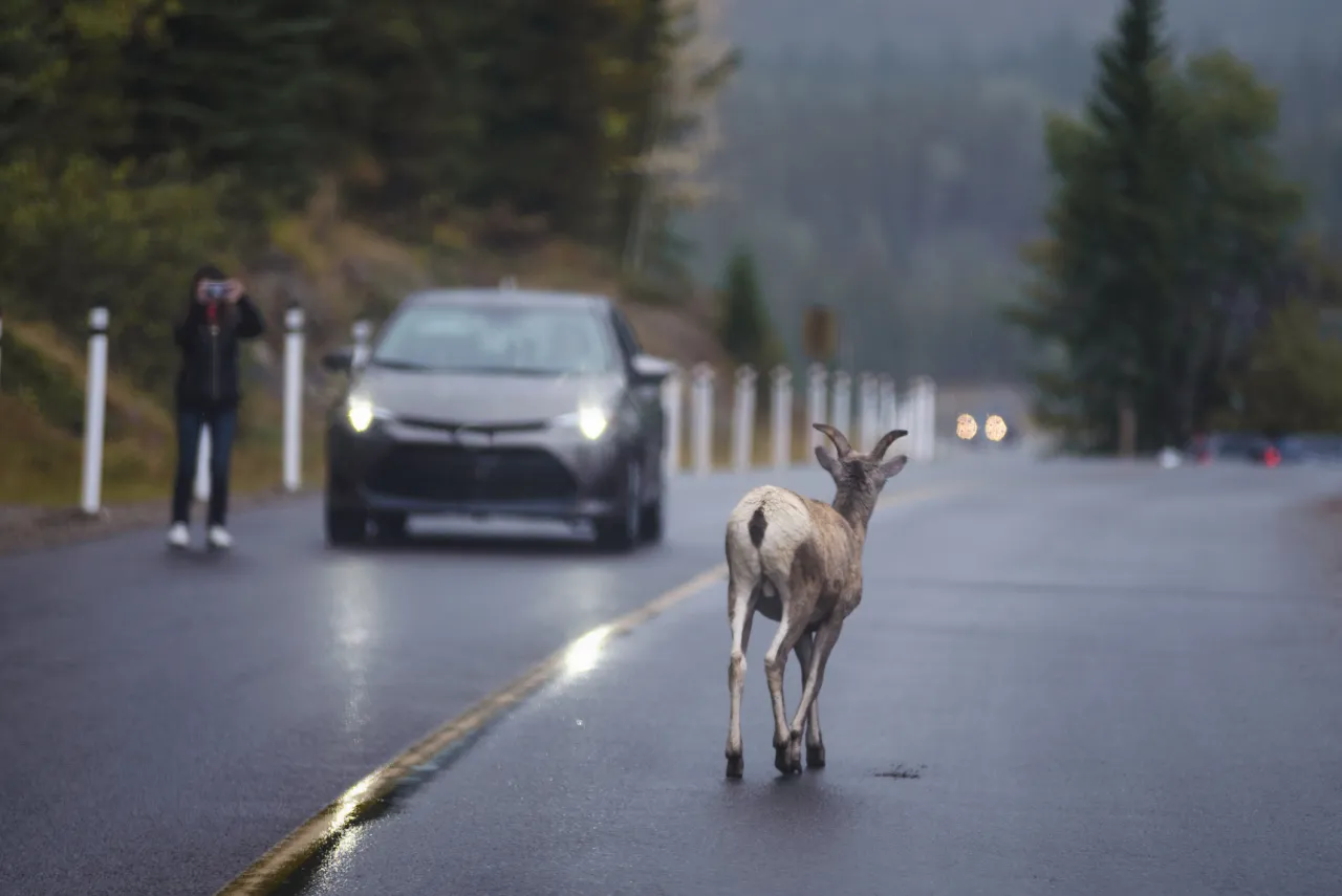 Sarna na drodze, zbliżający się samoch&oacute;d. Może to być sytuacja wymagająca zgłoszenia potrącenia sarny i ubiegania się o odszkodowanie ac.