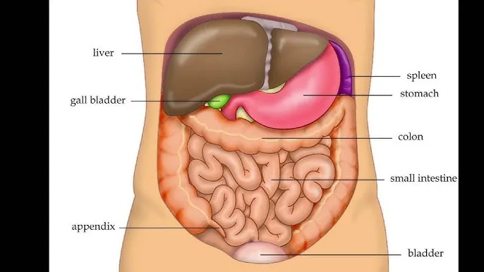 diagram narządów jamy brzusznej