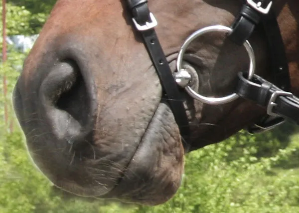 bitfitting dopasowanie wędzidła