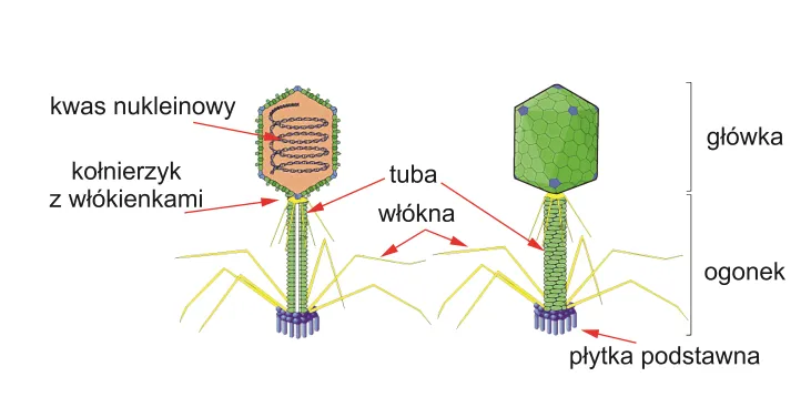 różnica wirus bakteria schemat