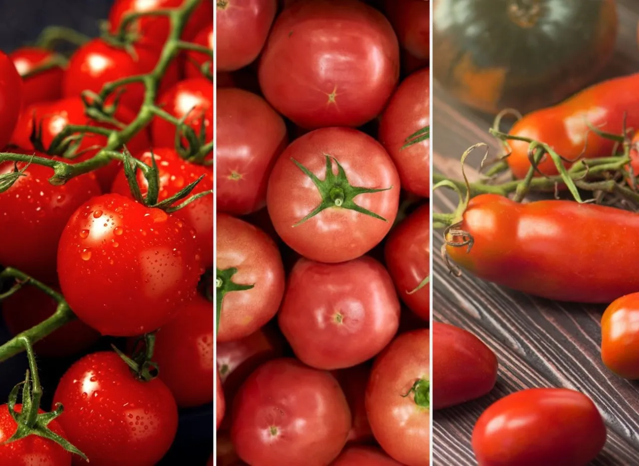 r&oacute;żne rodzaje pomidor&oacute;w do sosu