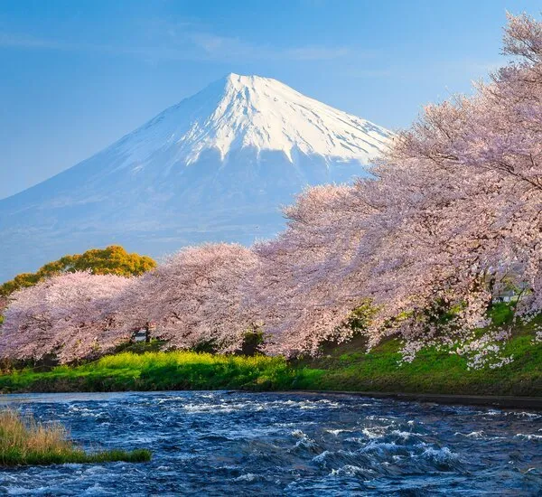 Mount Fuji cherry blossom lake