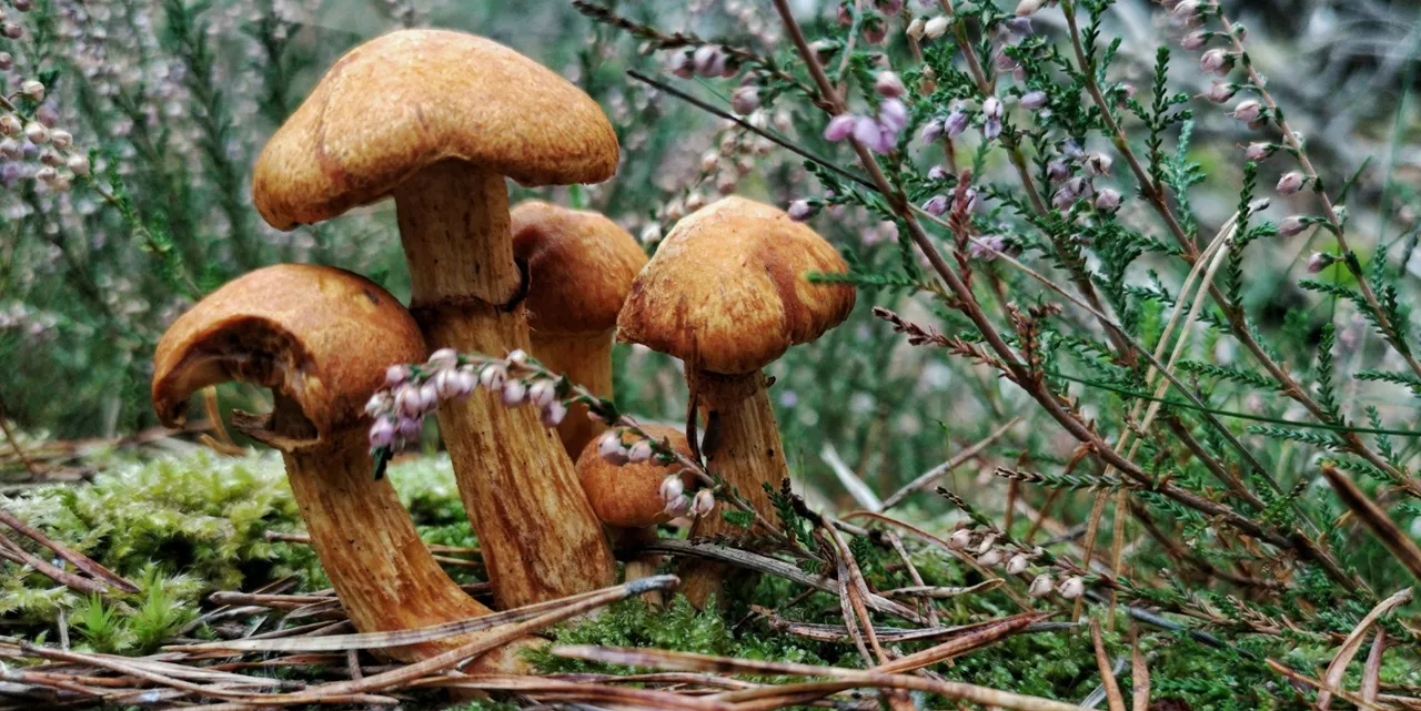 Rodzaje noclegów dla grzybiarzy