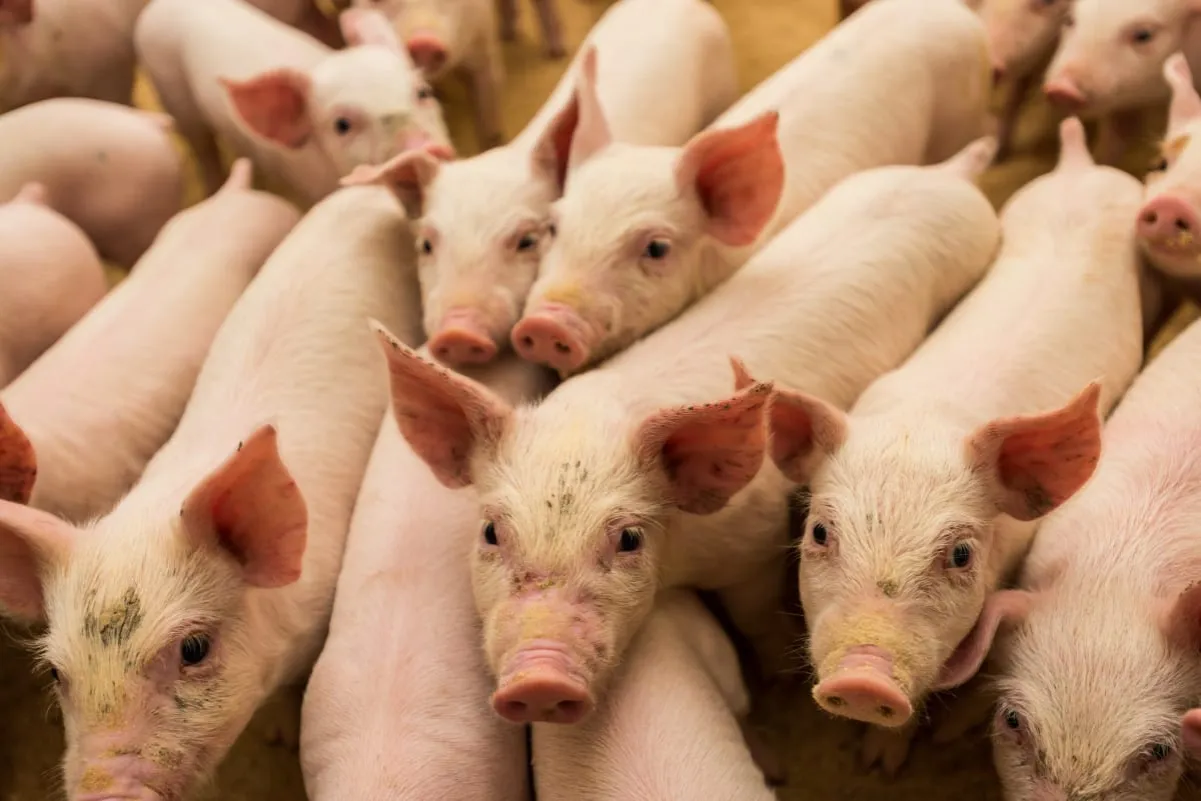 Wesołe prosiaczki, zastanawiasz się, czy można hodować świnie na własny użytek? Te urocze maluchy mogą być odpowiedzią na Twoje pytania.