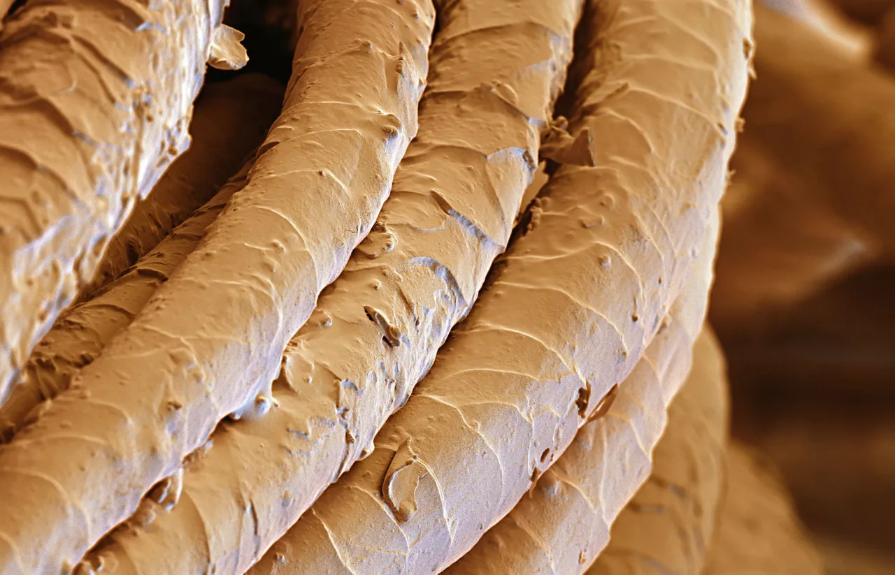 włókna wełny merino mikroskop