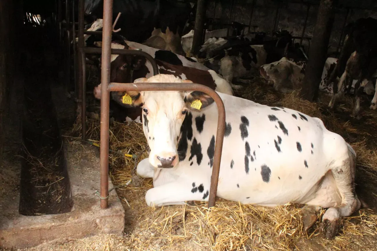 Krowa w łaty leży na słomie w oborze. W tle widać inne krowy i system alkierzowy.