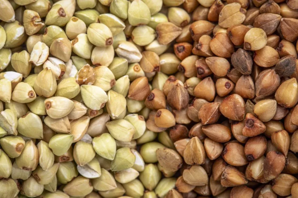 różnice kasza gryczana palona i niepalona