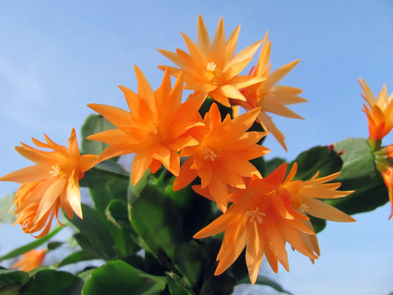 R&oacute;żne kolory kwiat&oacute;w grudnika: biały, ż&oacute;łty, czerwony, r&oacute;żowy