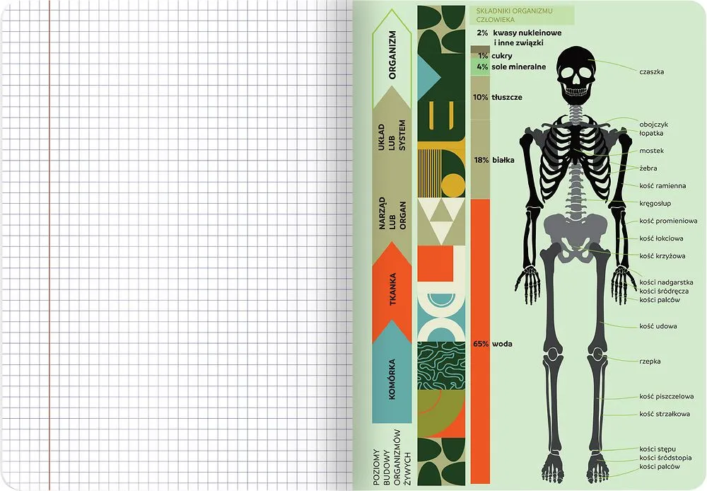 zeszyt w kratkę biologia schematy diagramy