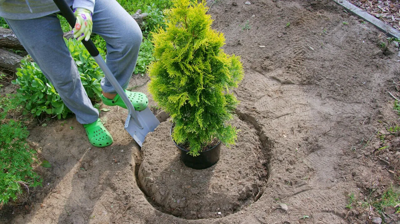 Osoba w zielonych klapkach sadzi młodą tuję, która choć niewielka, już jest drzewem.