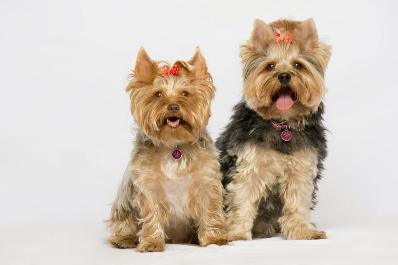 Yorkshire Terrier włosy vs sierść por&oacute;wnanie