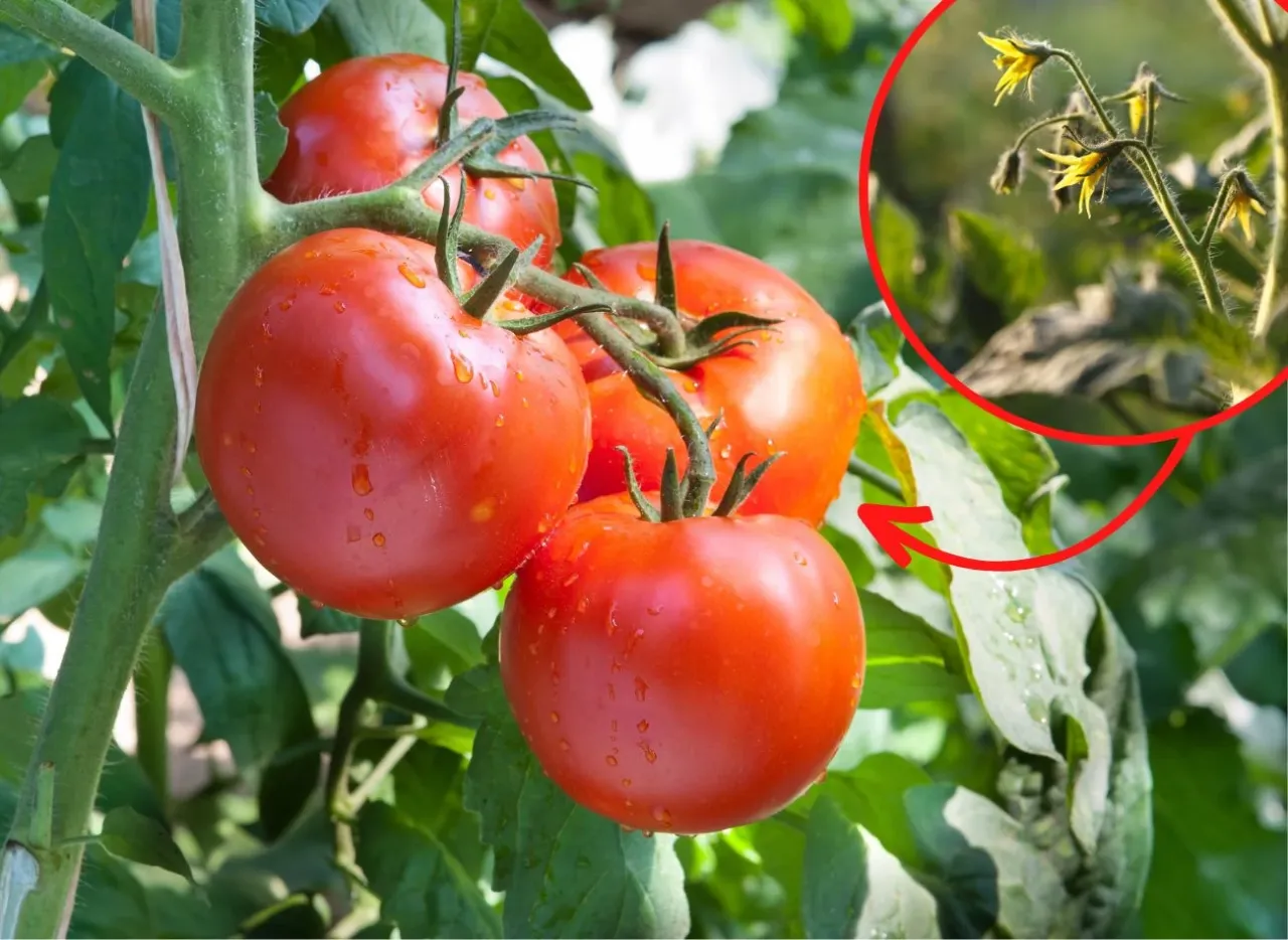 Dojrzałe, soczyste pomidory samopylne na gałązce, z kroplami wody. W powiększeniu widać ż&oacute;łte kwiaty.