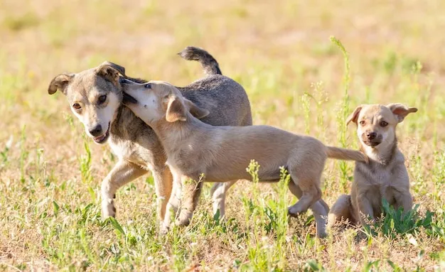 szczeniaki z matką bawią się