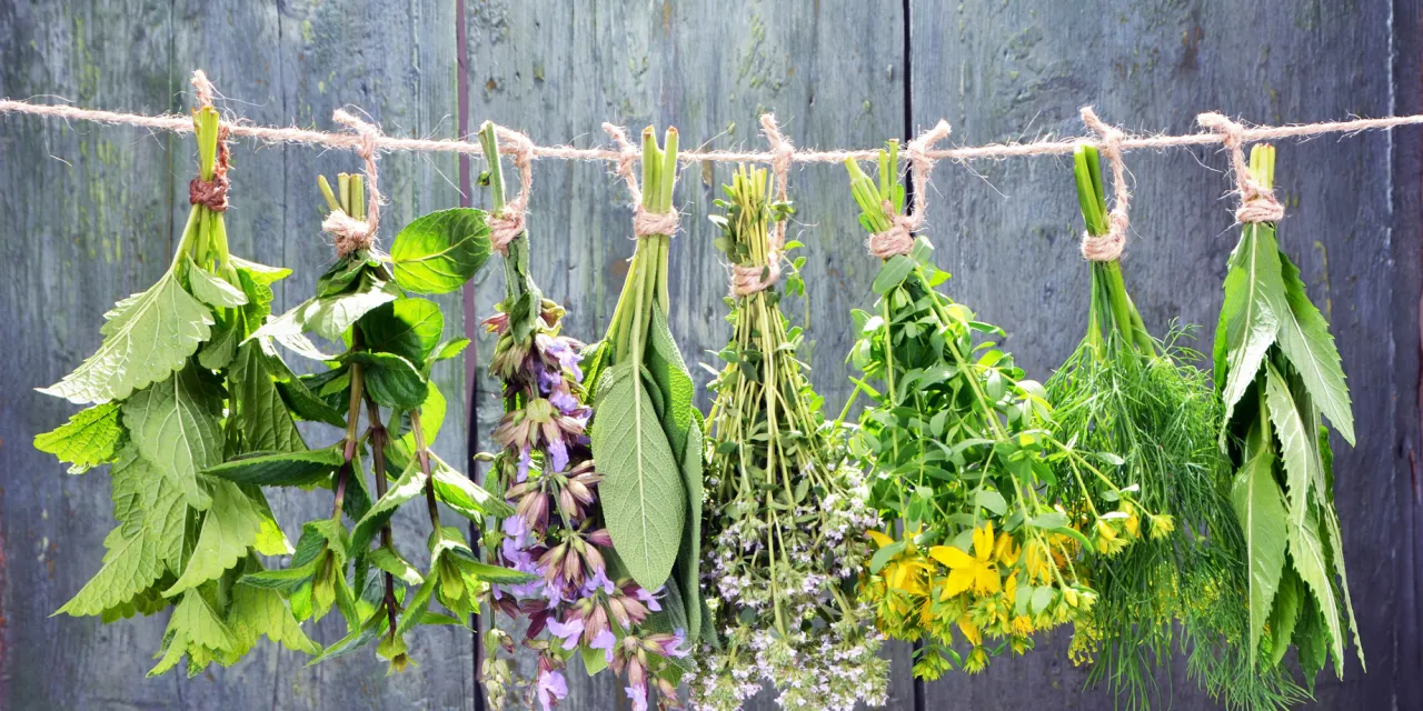 W czerwcu zbieramy pęczki zi&oacute;ł: miętę, szałwię, tymianek, dziurawiec, koper.