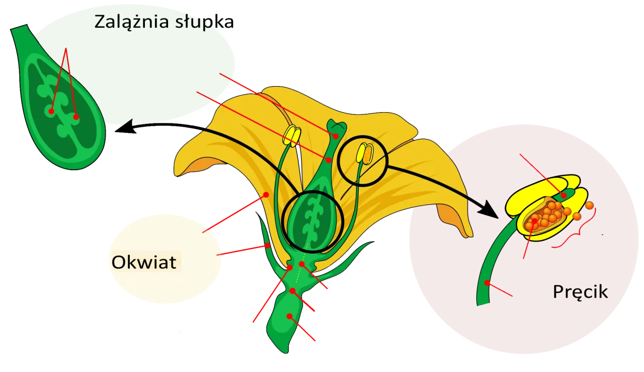 proces zapylenia i podw&oacute;jnego zapłodnienia u roślin okrytonasiennych