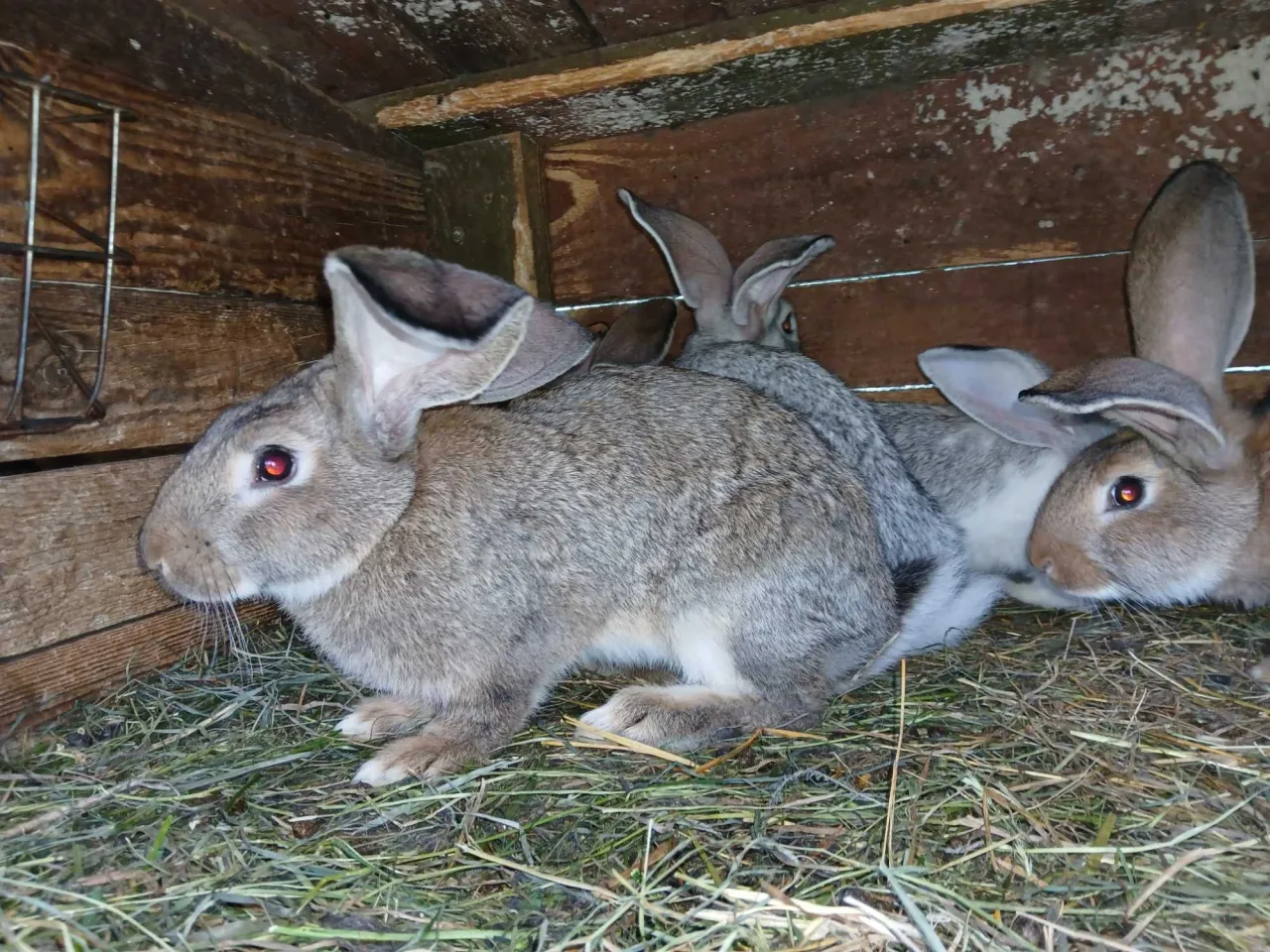 Kilka kr&oacute;lik&oacute;w w drewnianej klatce na sianie. Waga do uboju zależy od rasy, ale zazwyczaj wynosi 2-3 kg.
