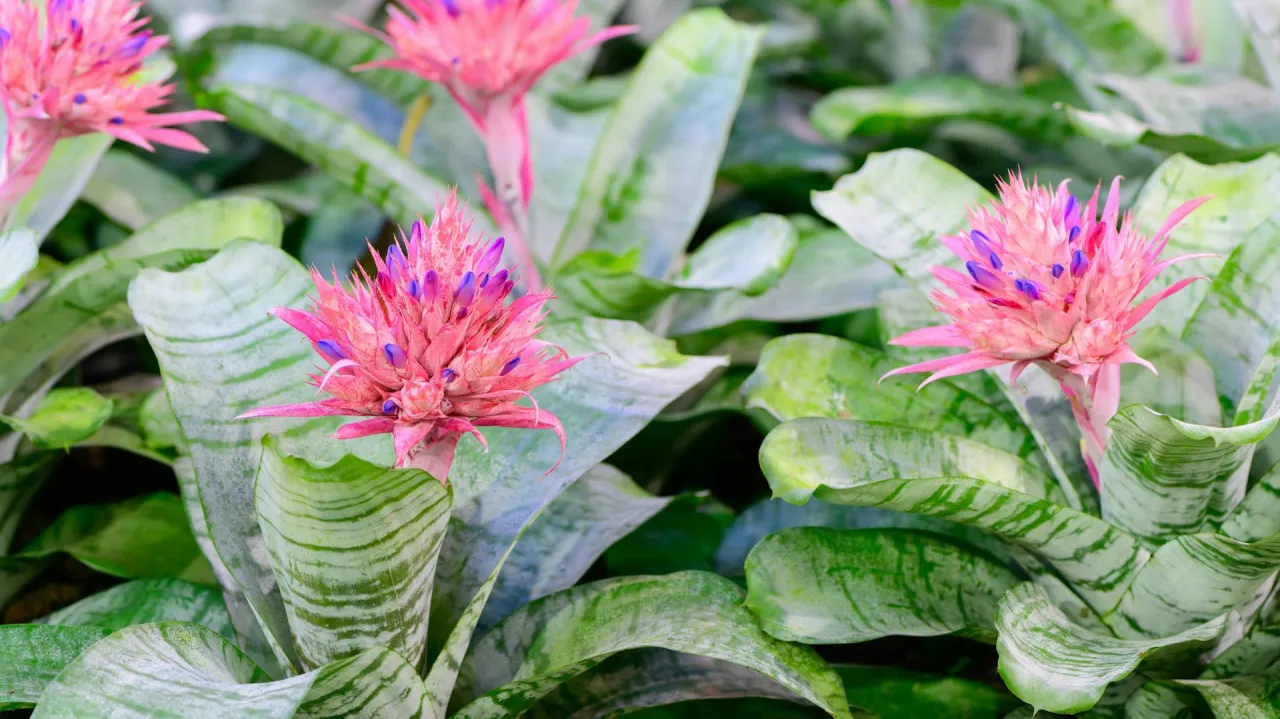 różne odmiany hoi kwitnące