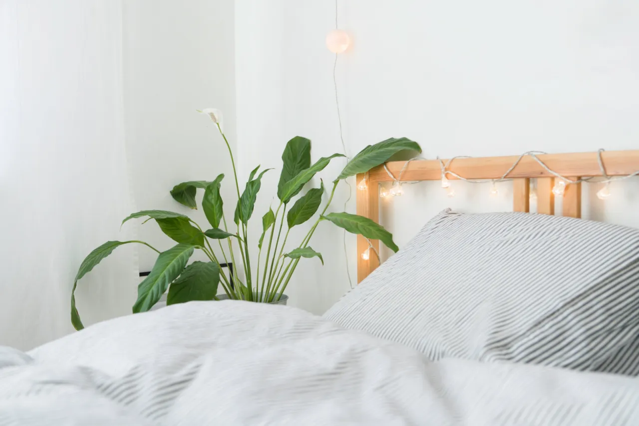 skrzydłokwiat w sypialni