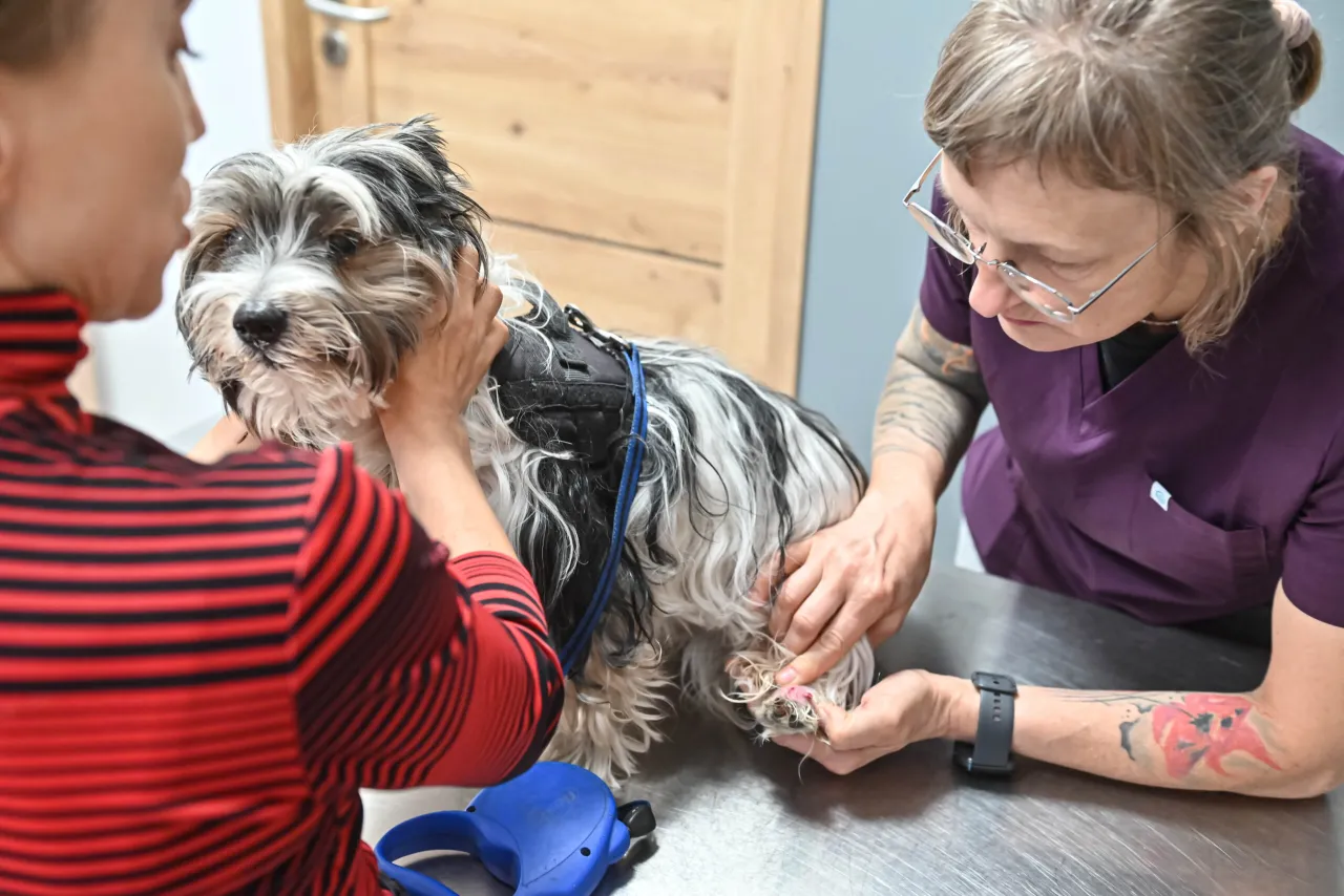 Weterynarz praca z małymi i dużymi zwierzętami