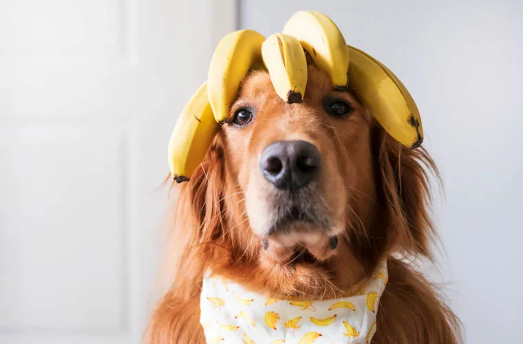 pies jedzący banana