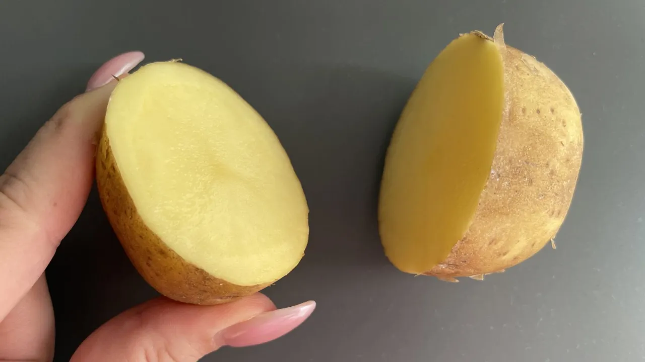 Dwie poł&oacute;wki ziemniak&oacute;w typu A odmiany, jedna trzymana w dłoni, ukazują jasny, ż&oacute;łty miąższ i brązową sk&oacute;rkę.