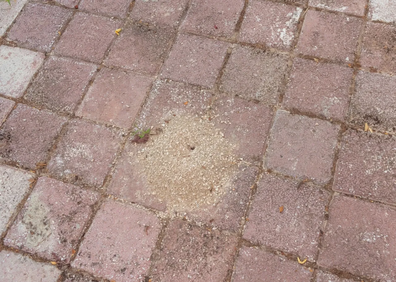 Mrowisko na ścieżce z kostki brukowej. Szukasz co na mr&oacute;wki w ogrodzie? Oto problem, kt&oacute;ry trzeba rozwiązać.