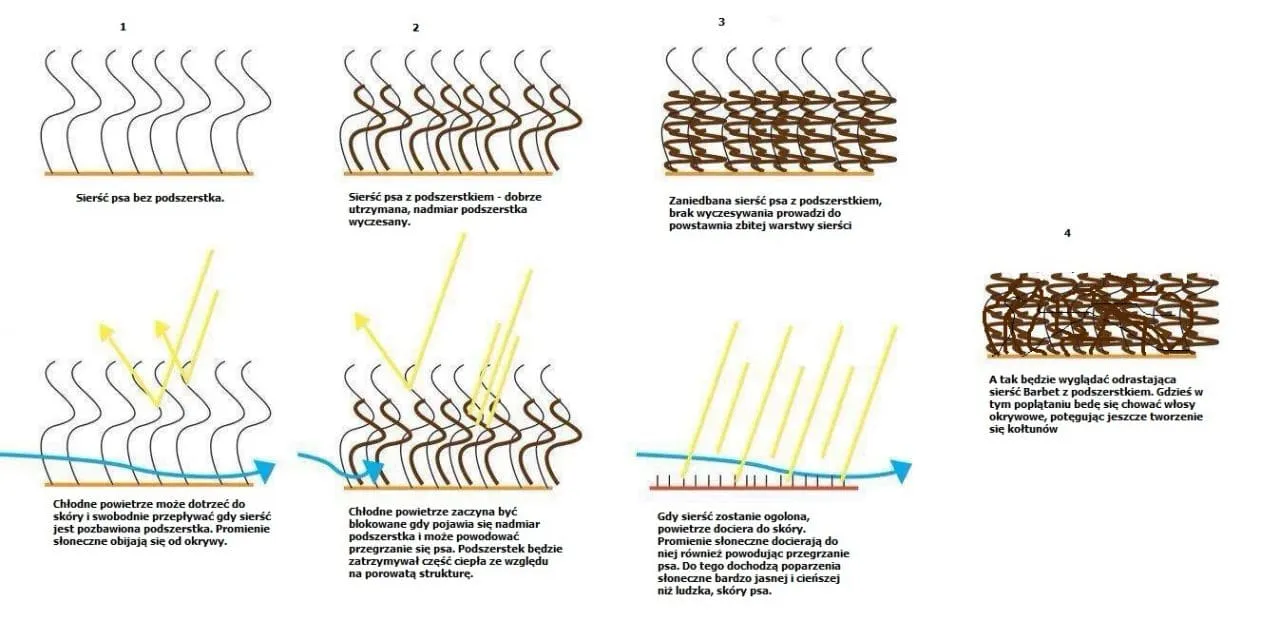 Pomeranian sierść budowa podszerstek włos okrywowy