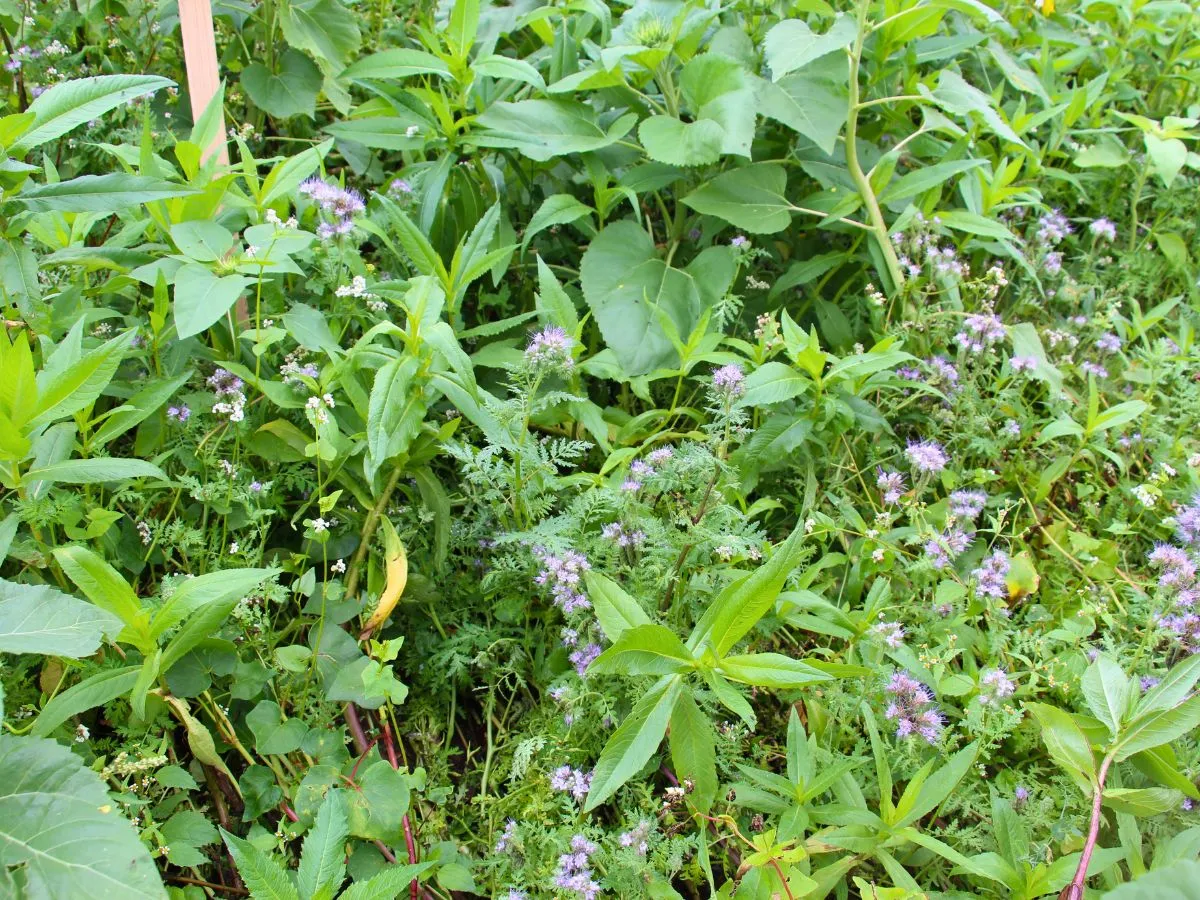 r&oacute;żne rodzaje poplon&oacute;w gorczyca facelia żyto