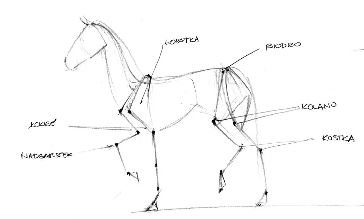 anatomia konia rysunek dla artystów