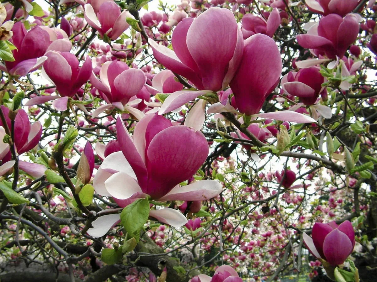 Kwitnąca magnolia w ogrodzie