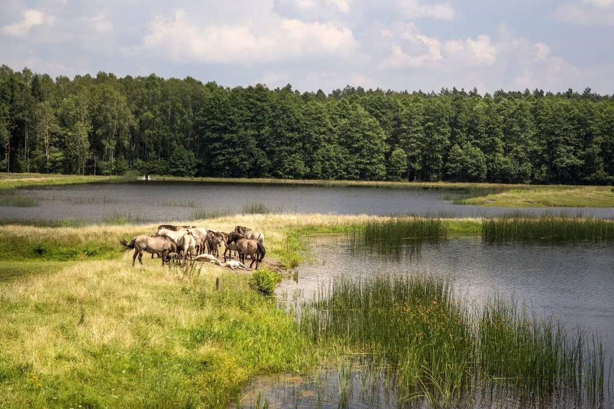 Roztoczański Park Narodowy konik polski