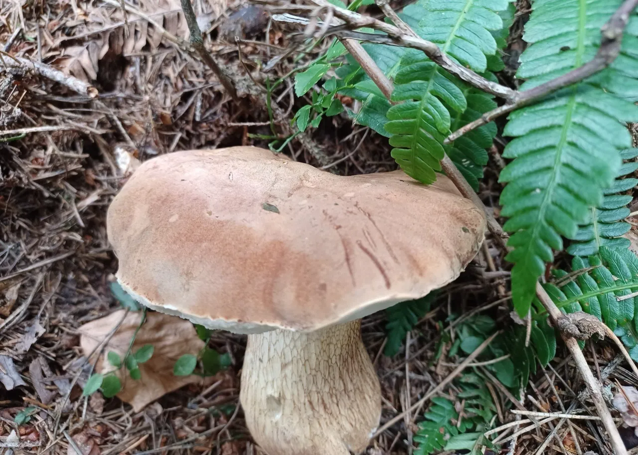 Grzyb kozak z jasnobrązowym kapeluszem i grubym, łuskowatym trzonem rośnie wśród leśnej ściółki i paproci.