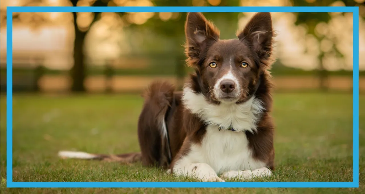 Border collie w mieszkaniu mity i fakty