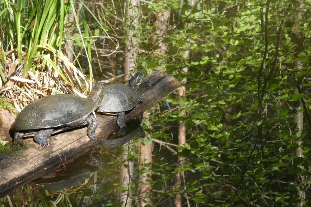 Poleski Park Narodowy ścieżka dydaktyczna żółwie błotne