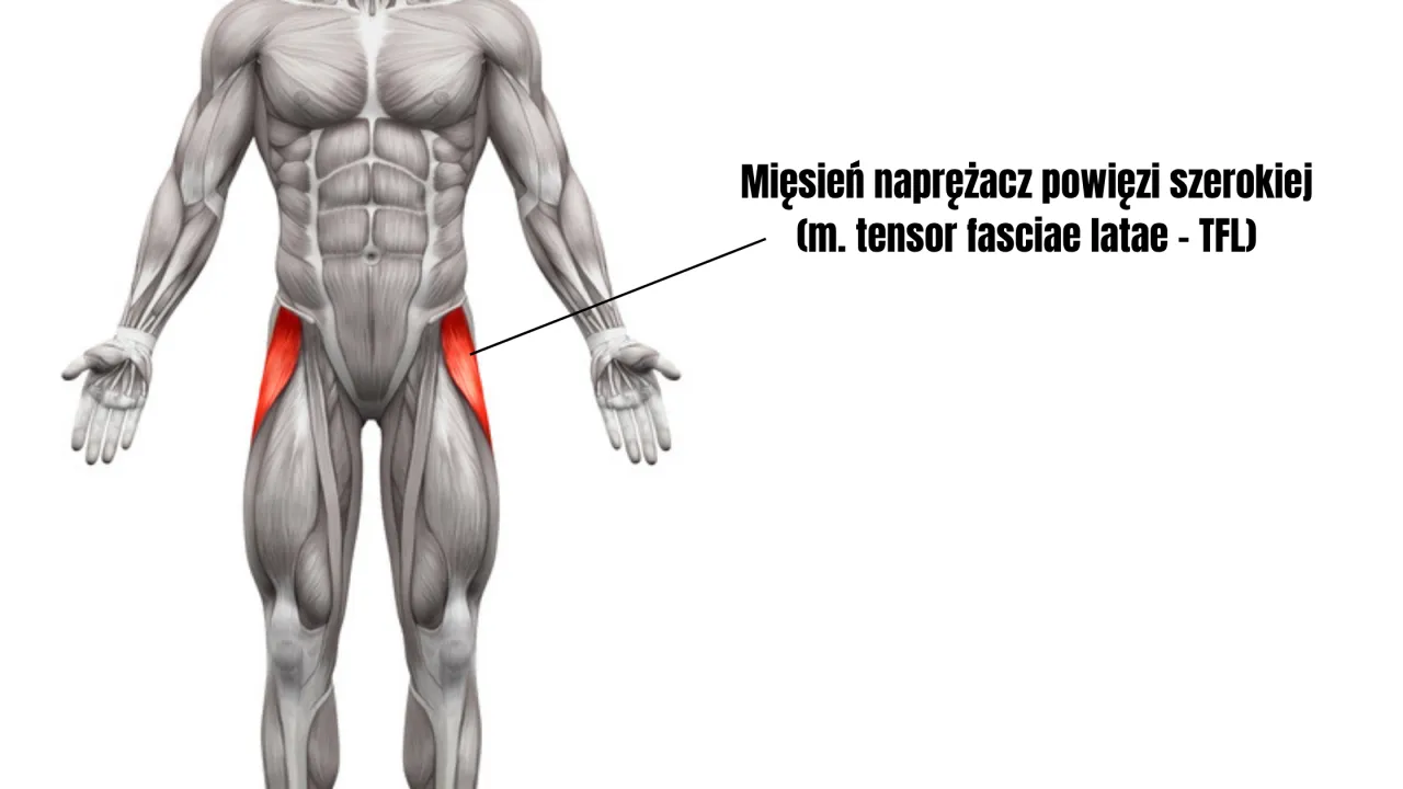 Anatomia mięśni nóg i ich funkcje