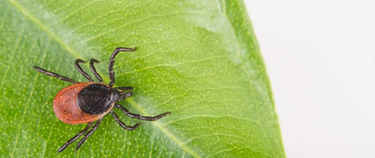 kleszcz w wodzie, odporność kleszczy na wodę