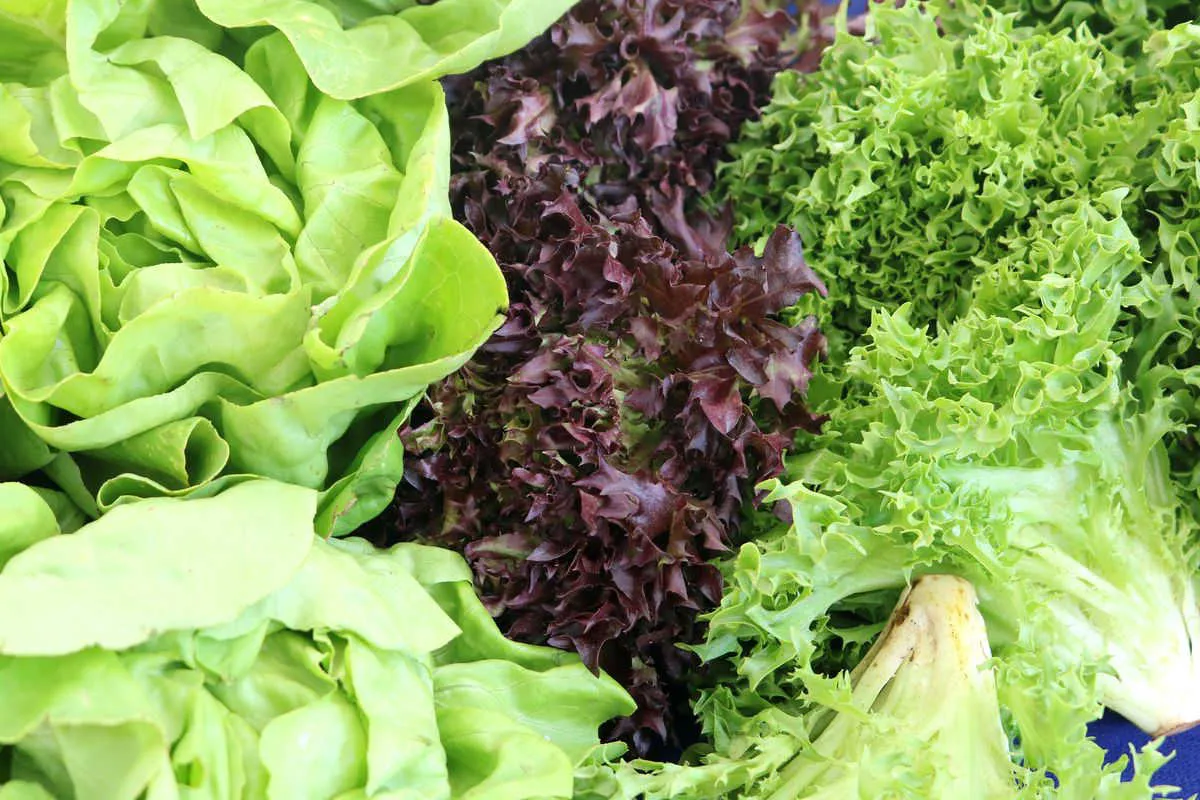 diversi tipi di lattuga