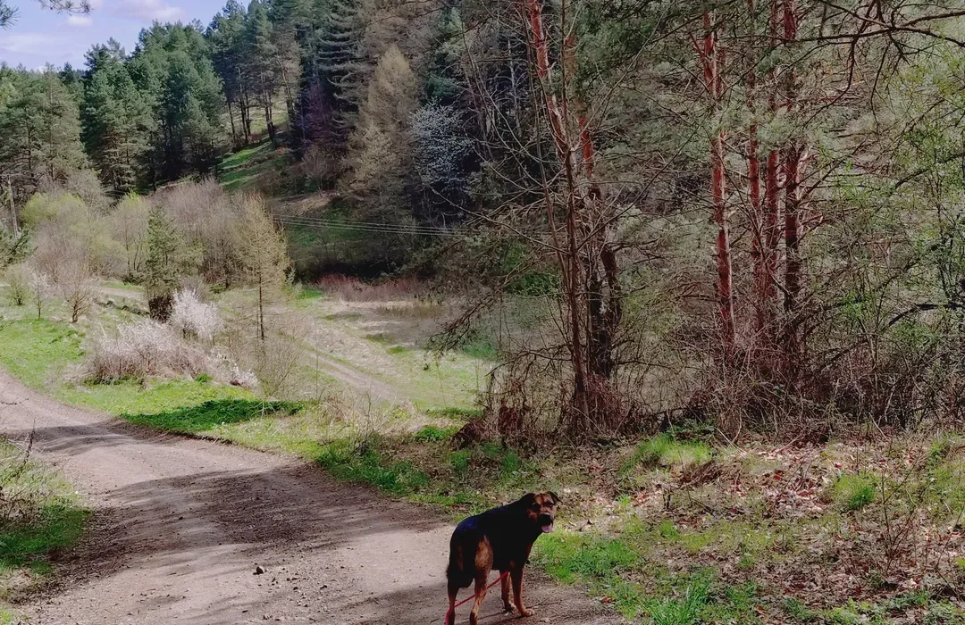 Zdjęcie Gdzie na spacer z psem w Podkarpackiem? Odkryj najlepsze miejsca