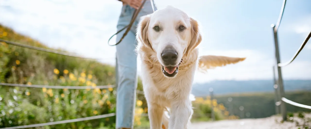 szczęśliwy pies na spacerze
