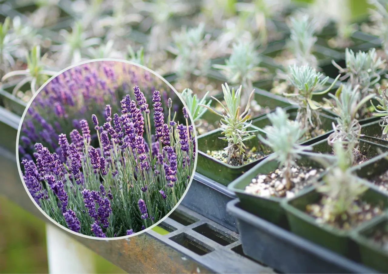 Przekr&oacute;j gleby z drenażem dla lawendy