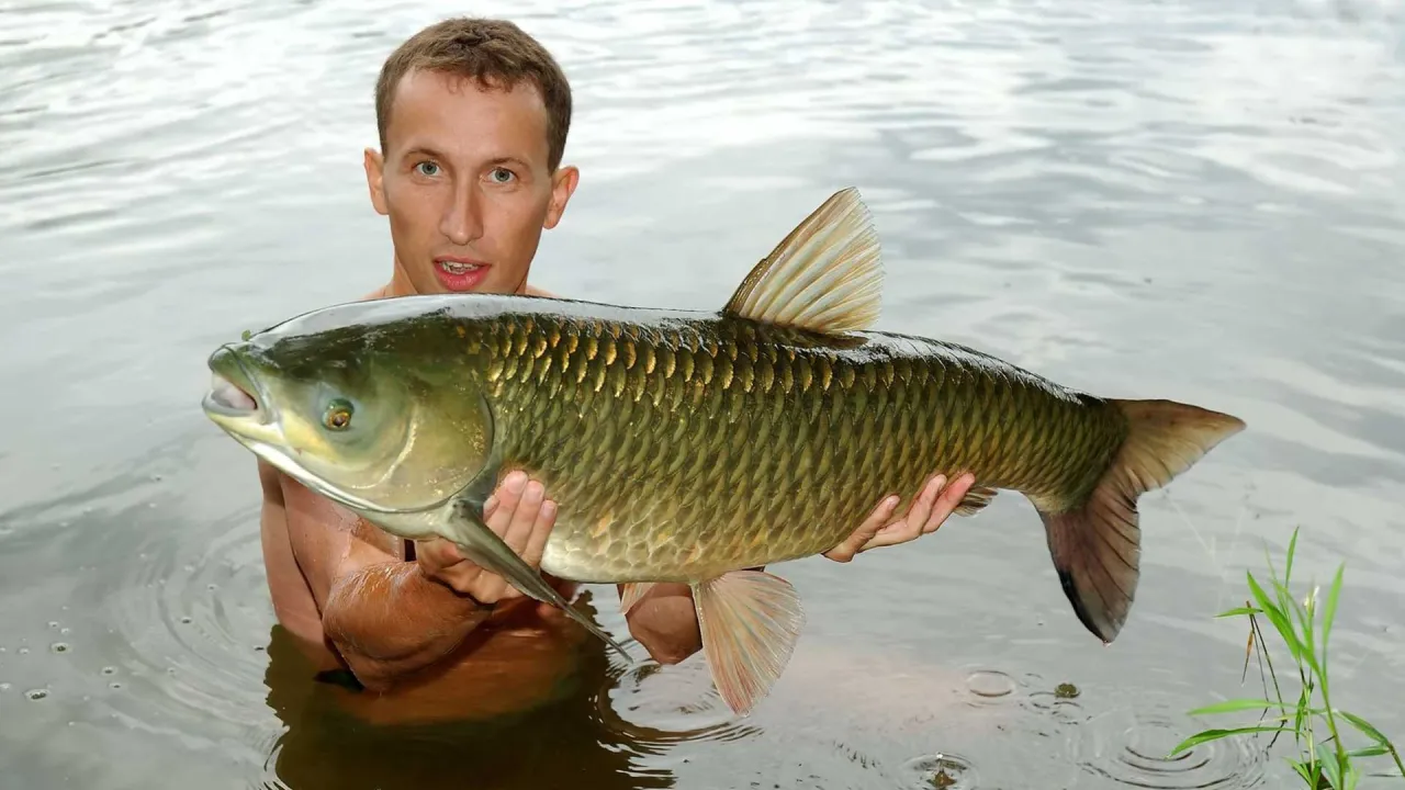 Wędkarz trzyma w wodzie okazałego amura. To dowód na skuteczność kalendarza brań amura.