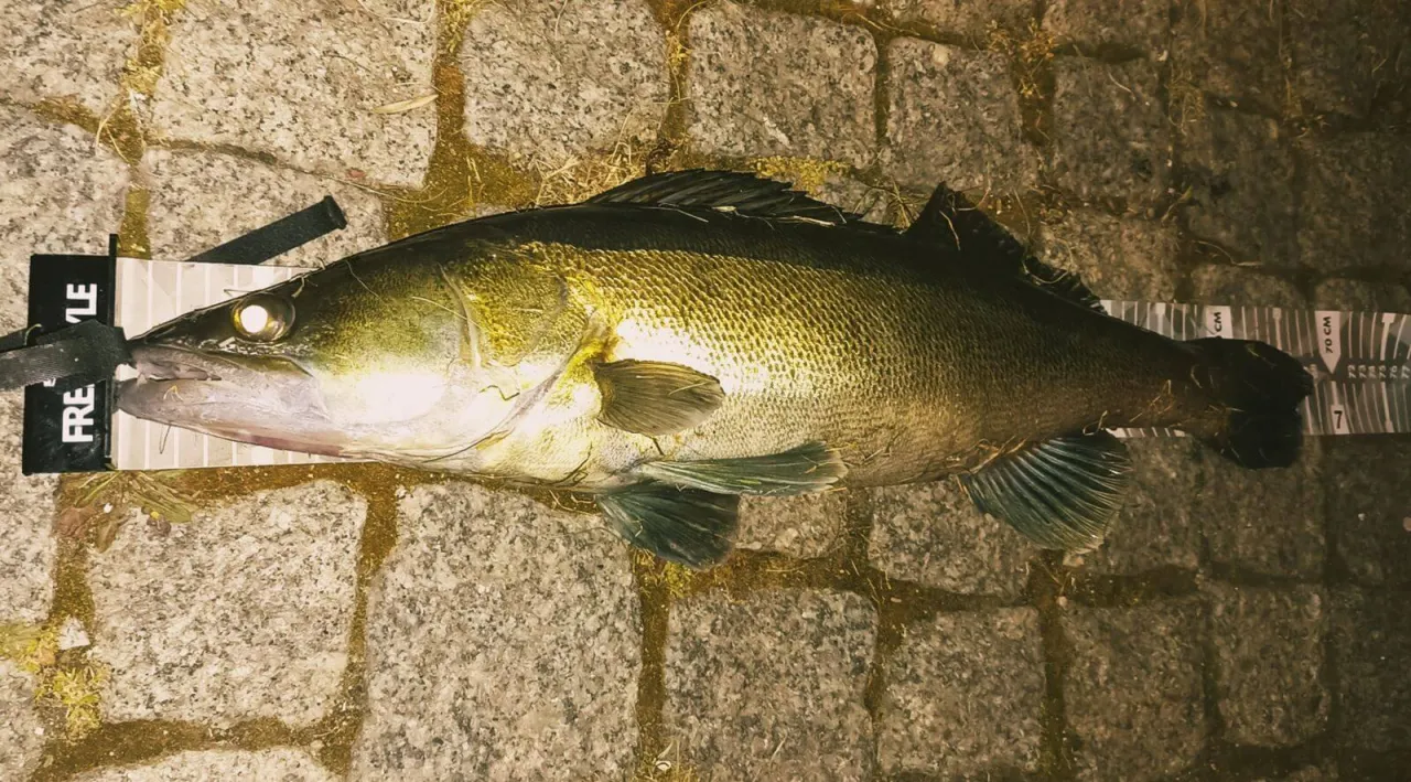Piękny sandacz leży na macie z miarką. Zastanawiasz się, jaka wędka na sandacza sprawdzi się najlepiej? Ten okaz waży sporo!