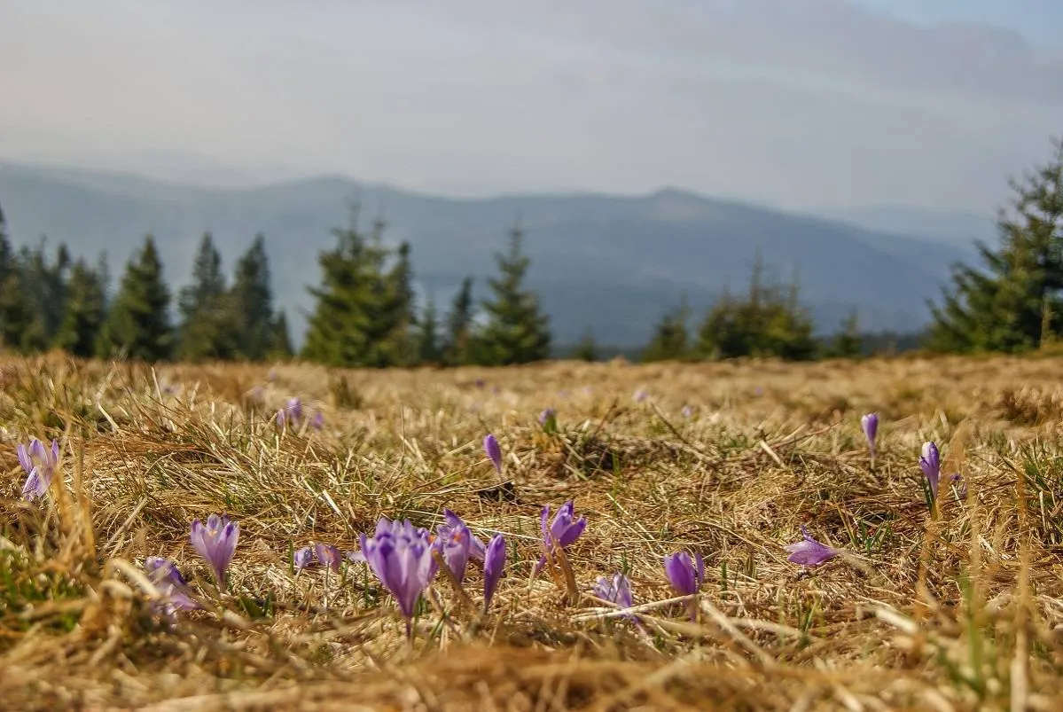 Krokusy na Hali Krawcula wiosną
