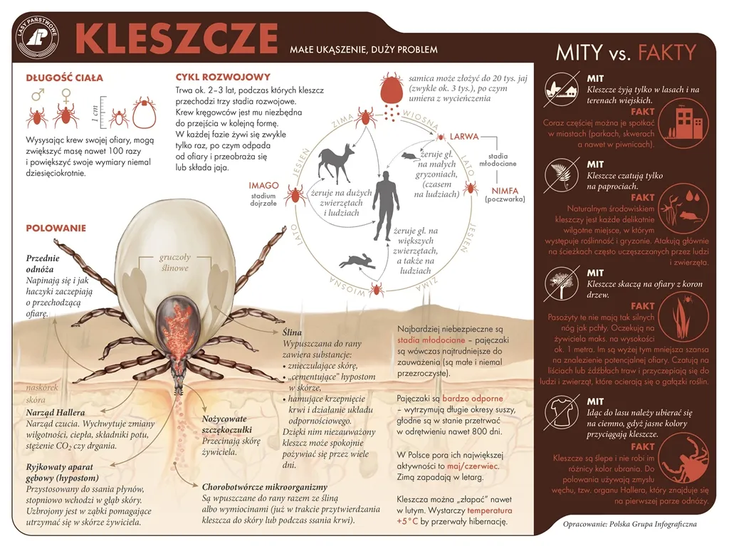 cykl rozwojowy kleszcza infografika
