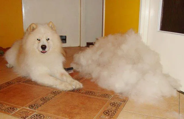 samoyed linienie