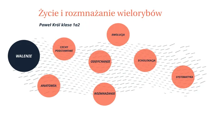 Zdjęcie Jak rozmnażają się wieloryby? Fascynujące fakty o ich życiu i młodych