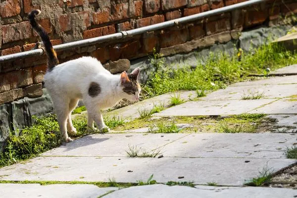 Zdjęcie Jak skutecznie zapobiec znaczeniu terenu przez kocura?