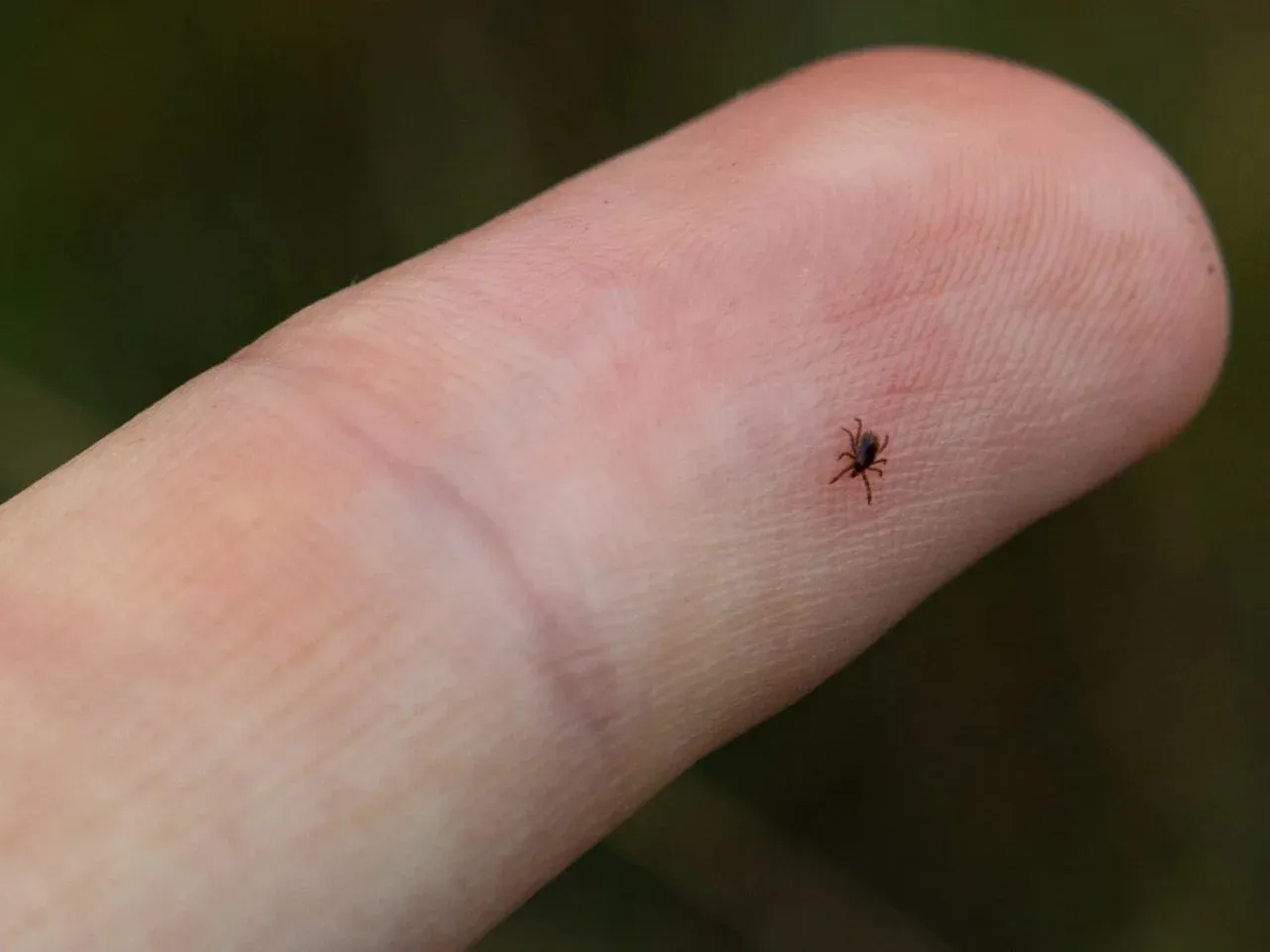 nimfa kleszcza na skórze porównanie do ziarnka maku
